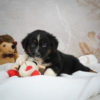 Mini Australian Shepherd