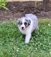 Mini Australian Shepherd