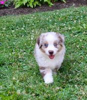 Mini Australian Shepherd