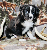 Mini Australian Shepherd