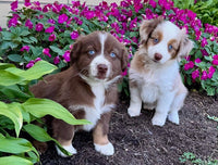 Mini Australian Shepherd