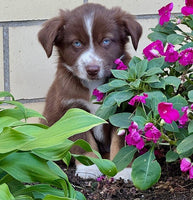 Mini Australian Shepherd