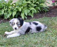 Mini Australian Shepherd