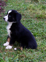 Mini Australian Shepherd
