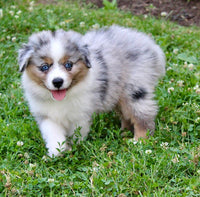 Mini Australian Shepherd