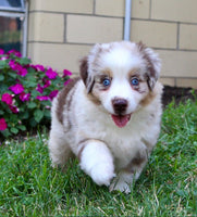 Mini Australian Shepherd
