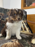 Mini Australian Shepherd