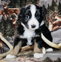 Mini Australian Shepherd