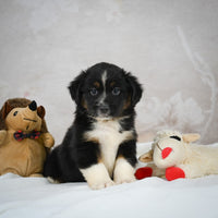 Mini Australian Shepherd