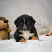 Mini Australian Shepherd