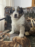 Mini Australian Shepherd