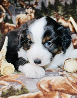 Mini Australian Shepherd