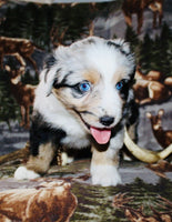 Mini Australian Shepherd