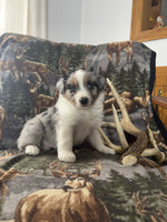 Mini Australian Shepherd