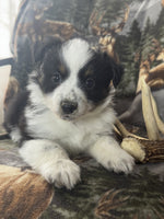 Mini Australian Shepherd