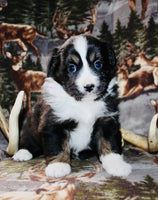 Mini Australian Shepherd