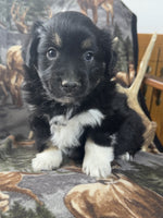 Mini Australian Shepherd