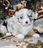 Mini Australian Shepherd