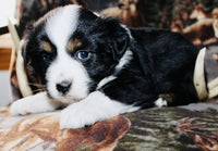 Mini Australian Shepherd