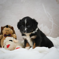 Mini Australian Shepherd