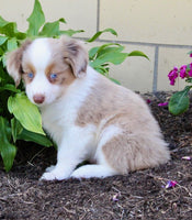 Mini Australian Shepherd