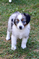 Mini Australian Shepherd