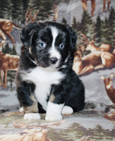 Mini Australian Shepherd