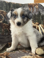 Mini Australian Shepherd