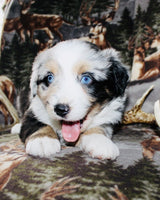 Mini Australian Shepherd