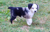 Mini Australian Shepherd