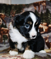 Mini Australian Shepherd