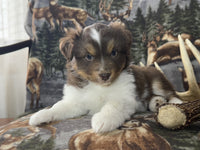 Mini Australian Shepherd