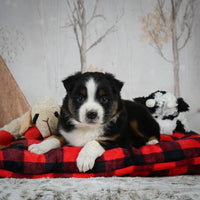 Mini Australian Shepherd