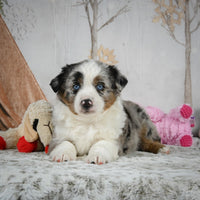 Mini Australian Shepherd