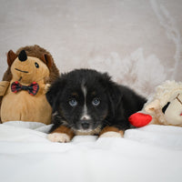 Mini Australian Shepherd