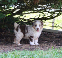 Mini Australian Shepherd