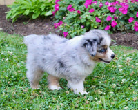 Mini Australian Shepherd