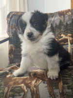 Mini Australian Shepherd