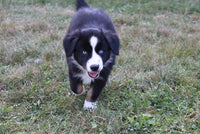 Mini Australian Shepherd