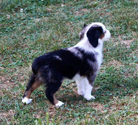 Mini Australian Shepherd