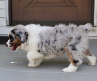 Mini Australian Shepherd