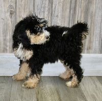 Mini Bernedoodle
