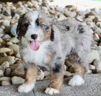 Mini Bernedoodle