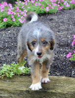 Mini Bernedoodle