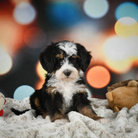 Mini Bernedoodle