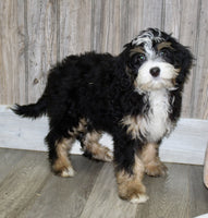 Mini Bernedoodle