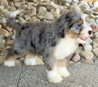 Mini Bernedoodle