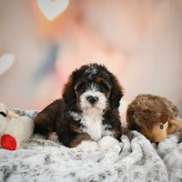 Mini Bernedoodle