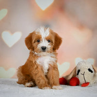 Mini Bernedoodle