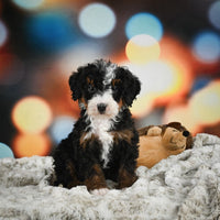 Mini Bernedoodle